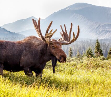 Moose.jpg