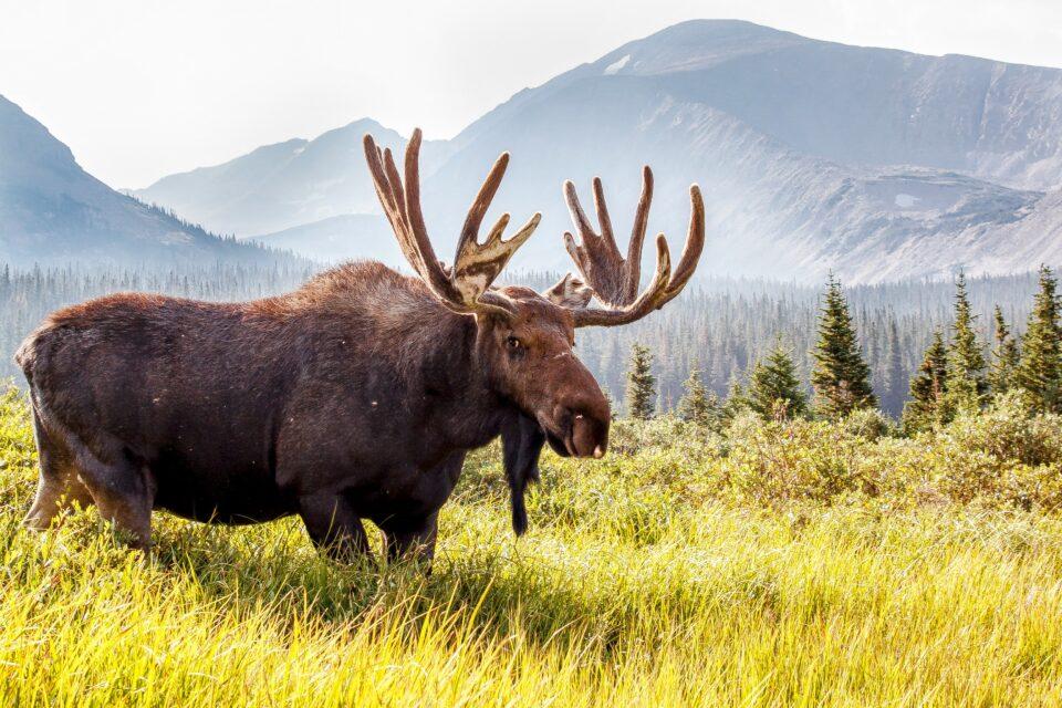 Moose contribute to global warming