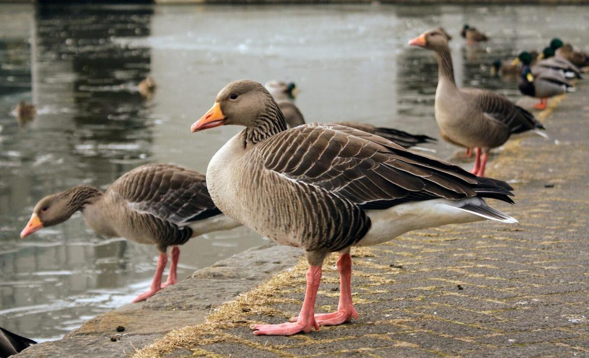 Arctic geese adapt by finding a new migratory route