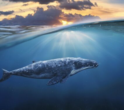 Blue-whales.jpg