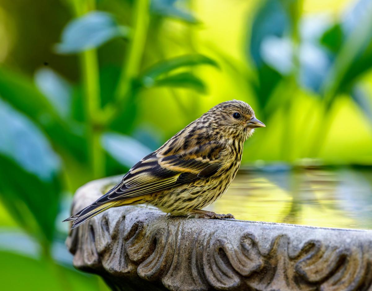 Social bird species are less competitive