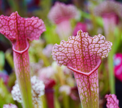 Macro,Closeup,Of,Sarracenia,Flowers,Colorful,Leaves,,Carnivorous,Trumpet,Pitcher