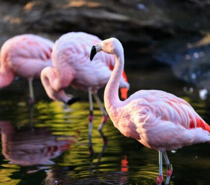 Chilean-flamingos.jpg