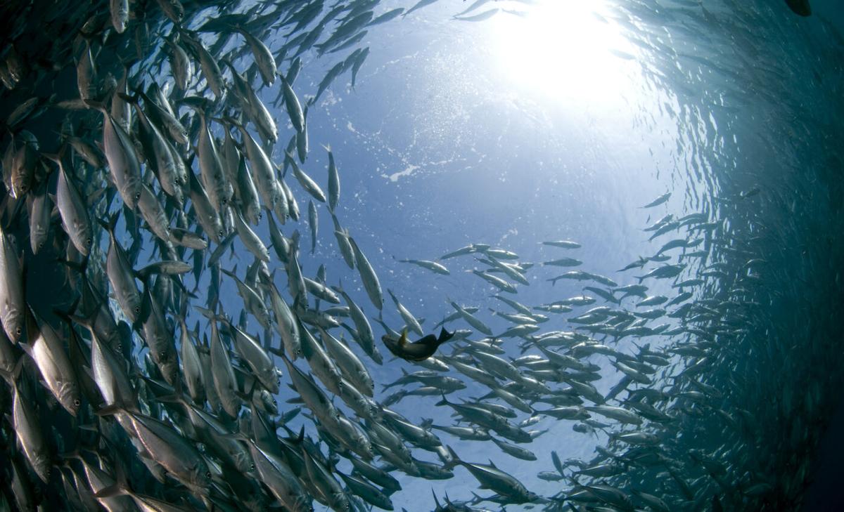 Social animals suppress their personalities for safety