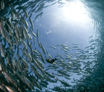 Big,Eye,Trevally,-,Caranx,Sexfasciatus
