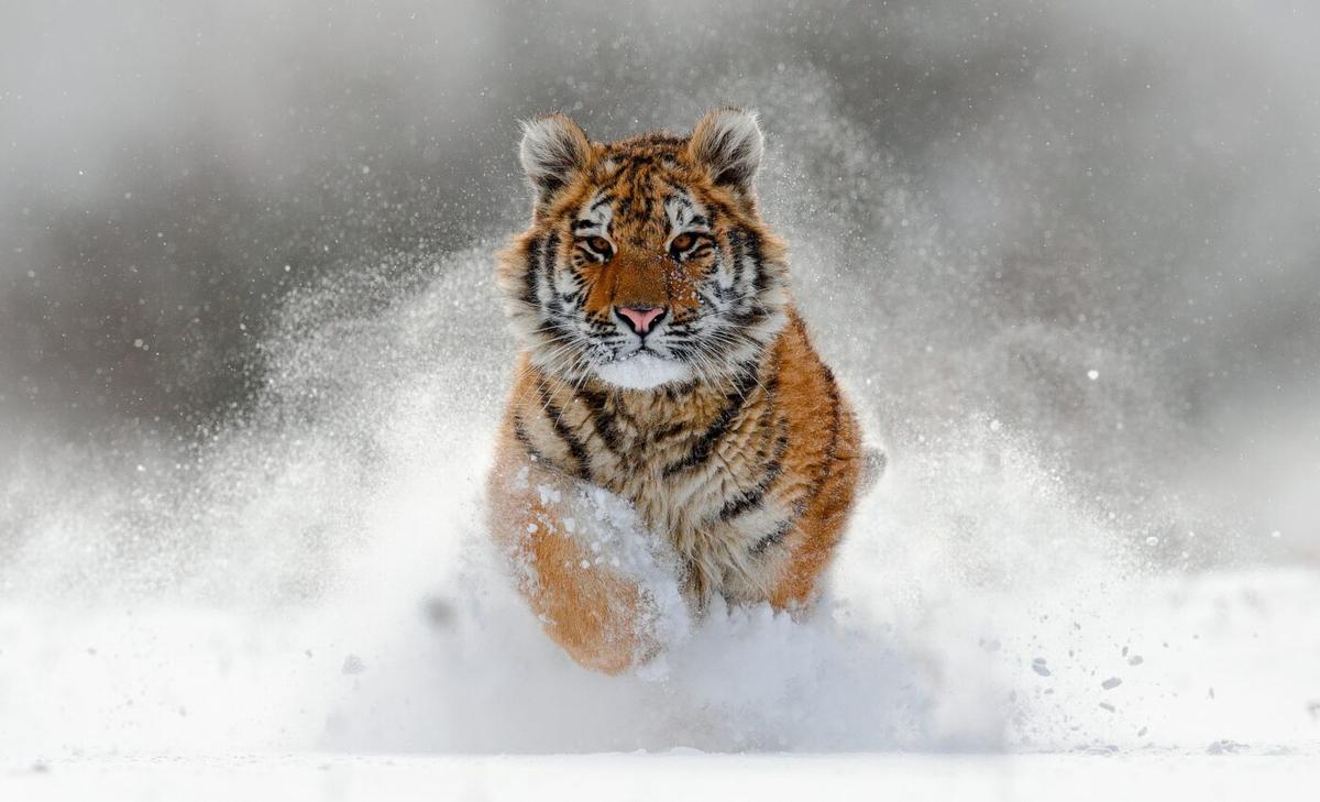 World Wildlife Day highlights the need to protect nature