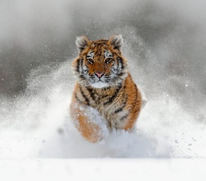 2wildlife.jpg