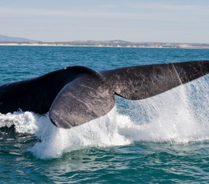 Right-whales.jpg
