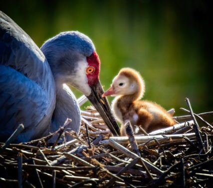 2023/03/Bird-diversity-2.jpg