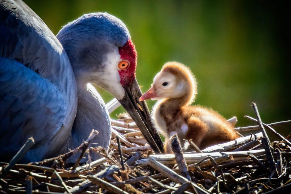 U.S. bird diversity: puzzling geographical differences identified