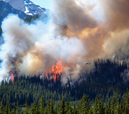 Forest-fire.jpg