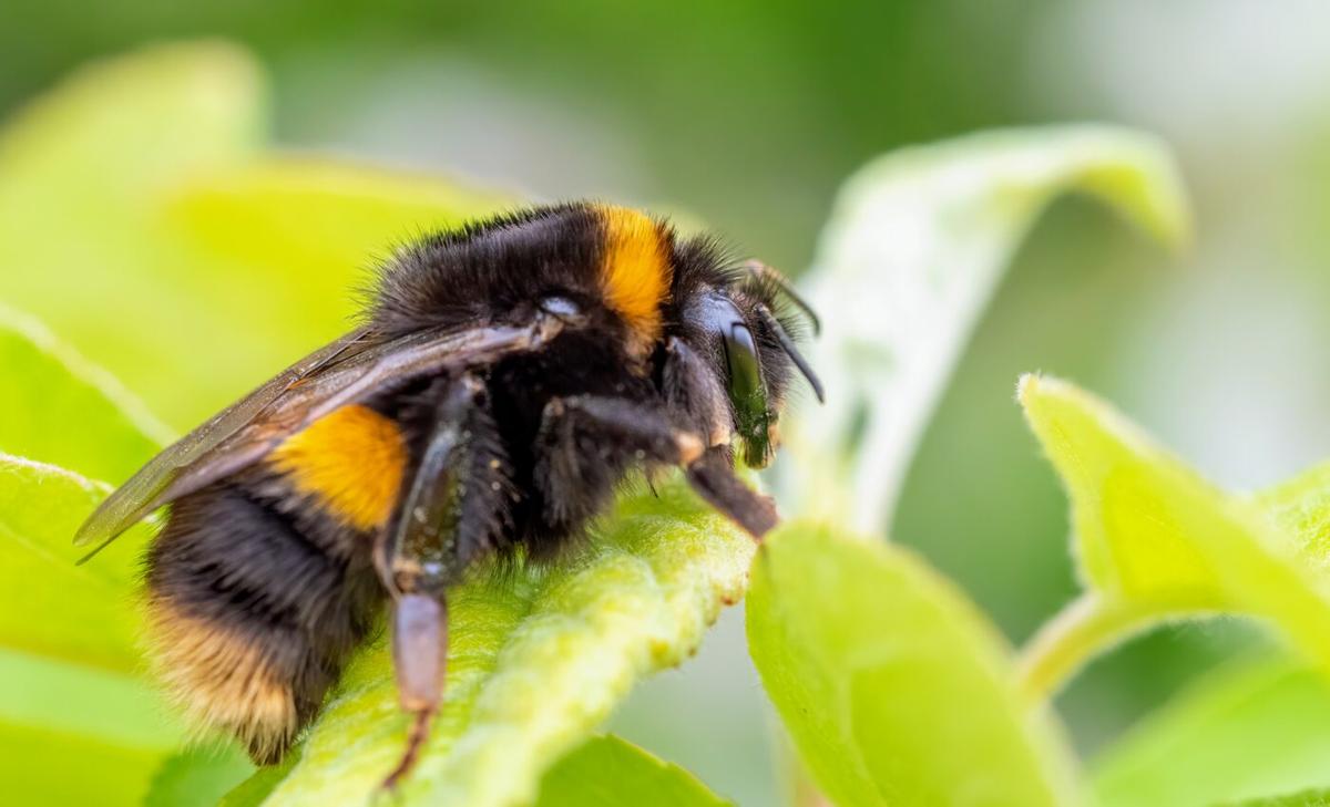Queen bumblebees are emerging too early from hibernation
