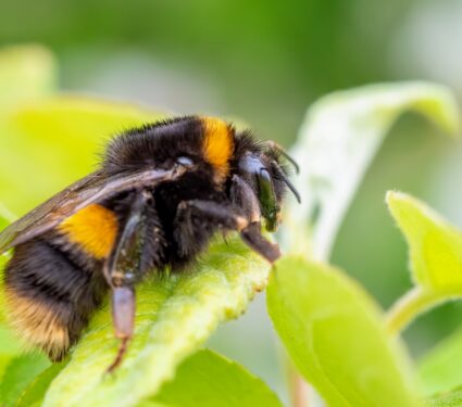 Queen-bumblebee.jpg