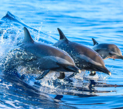 A,Spotted,Dolphin,Family,Leaping,Out,Of,The,Clear,Blue