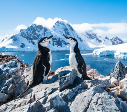 Chinstrap,Penguin,,Antarctica,,January,2019