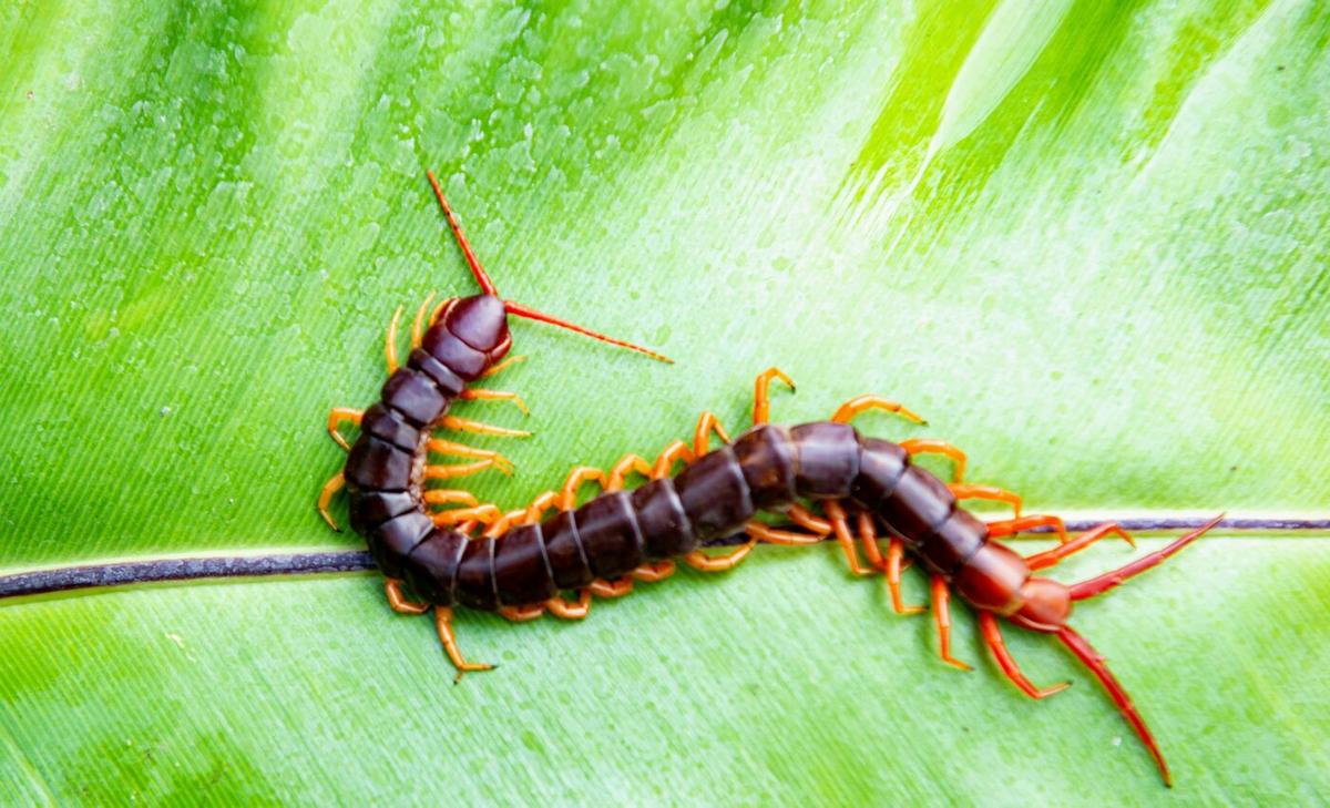 How does urbanization shape arthropod communities?