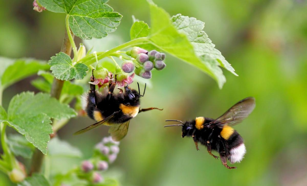 Bumblebees learn new trends by watching others
