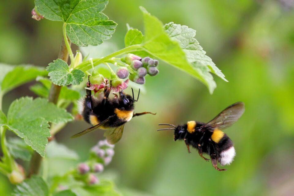 Bumblebees learn new trends by watching others