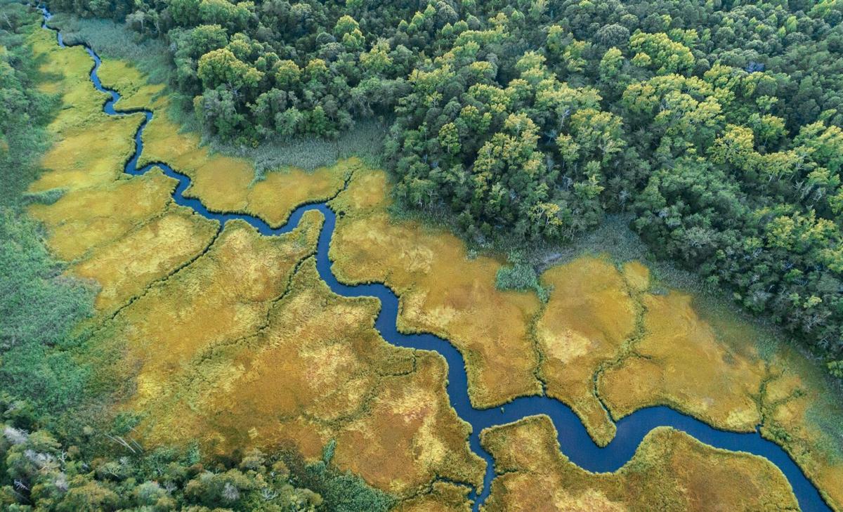 Aquatic animals protect coastal ecosystems