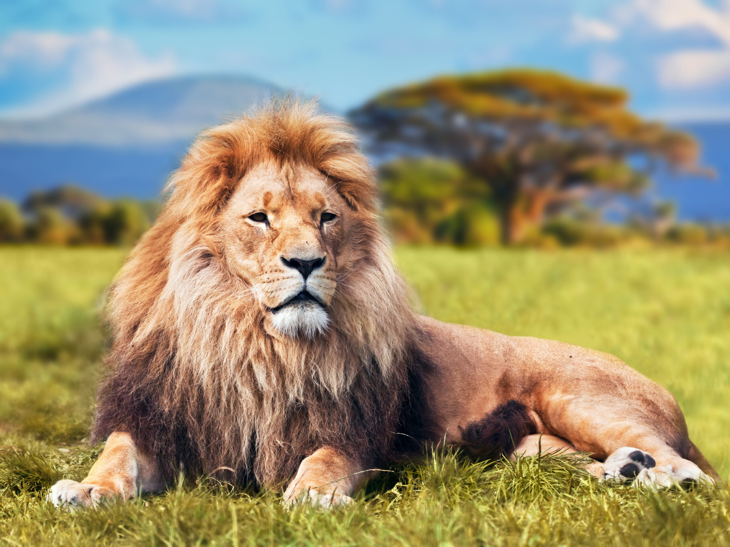 Big,Lion,Lying,On,Savannah,Grass.,Landscape,With,Characteristic,Trees