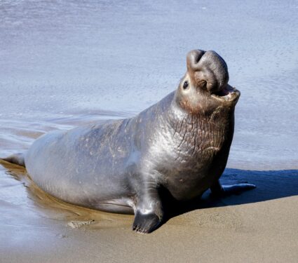 Elephant-seals-2.jpg