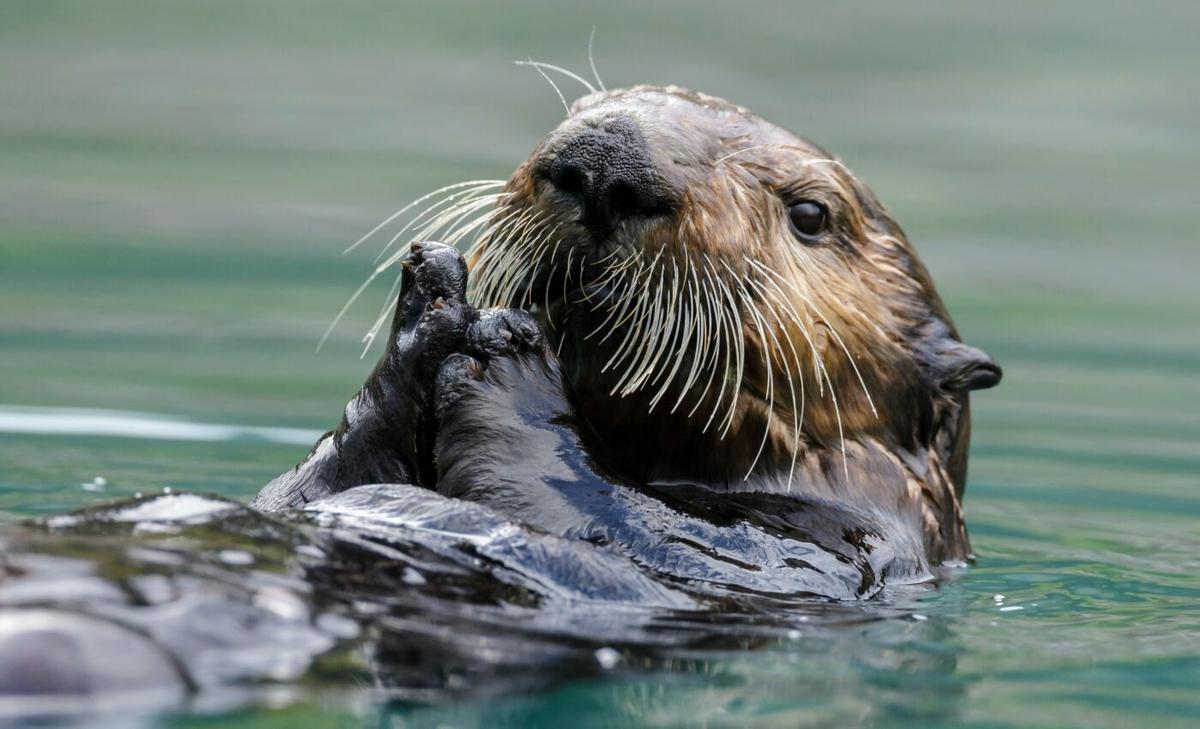Strong maternal drive helps sea otters survive