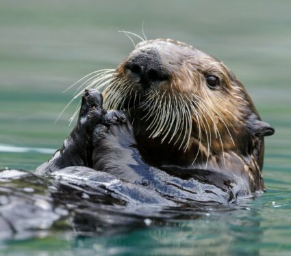 Sea-otters2.jpg