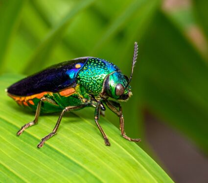 Jewel-beetle.jpg