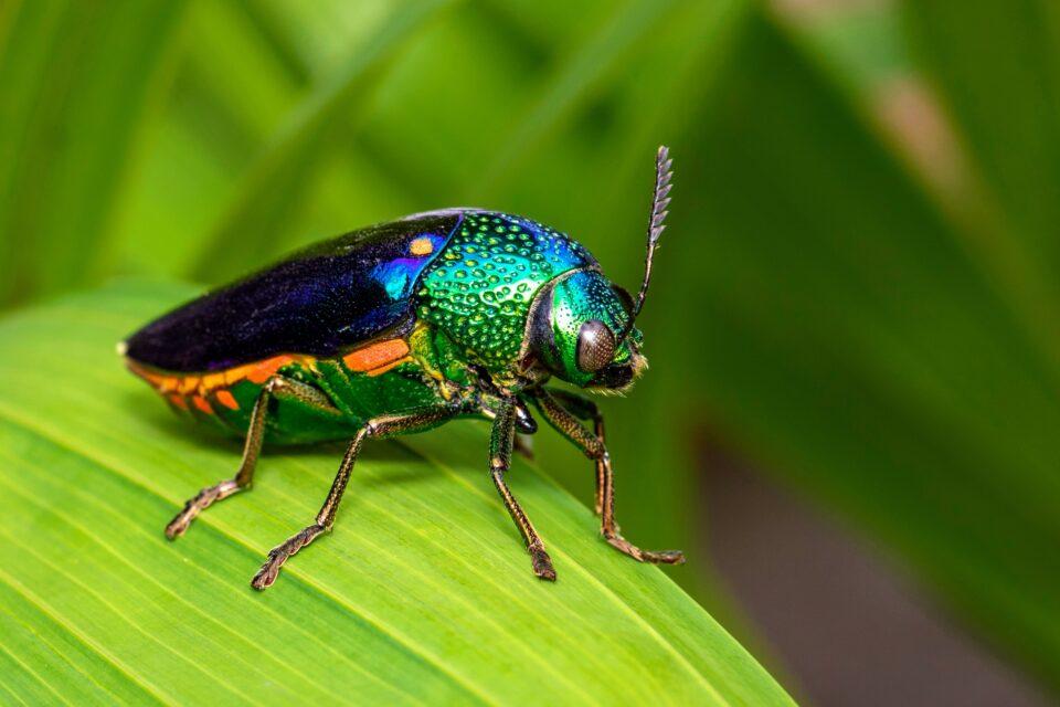 How did jewel beetles’ visual systems evolve?