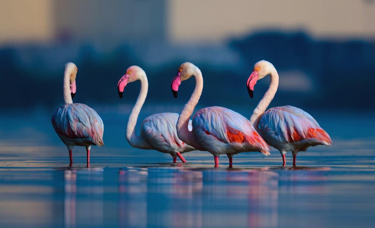 Migratory birds take breaks to boost their immune system
