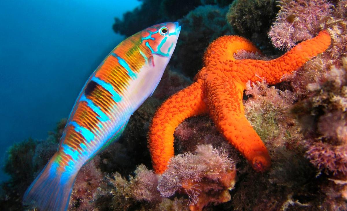 Sea temperatures drive the distribution of European fish