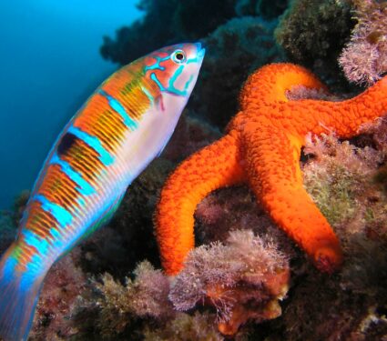 Ornate,Wrasse,Thalassoma,Pavo,And,Mediterranean,Sea,Star,Echinaster,Sepositus