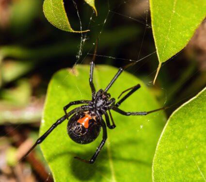 Black-widow-2.jpg