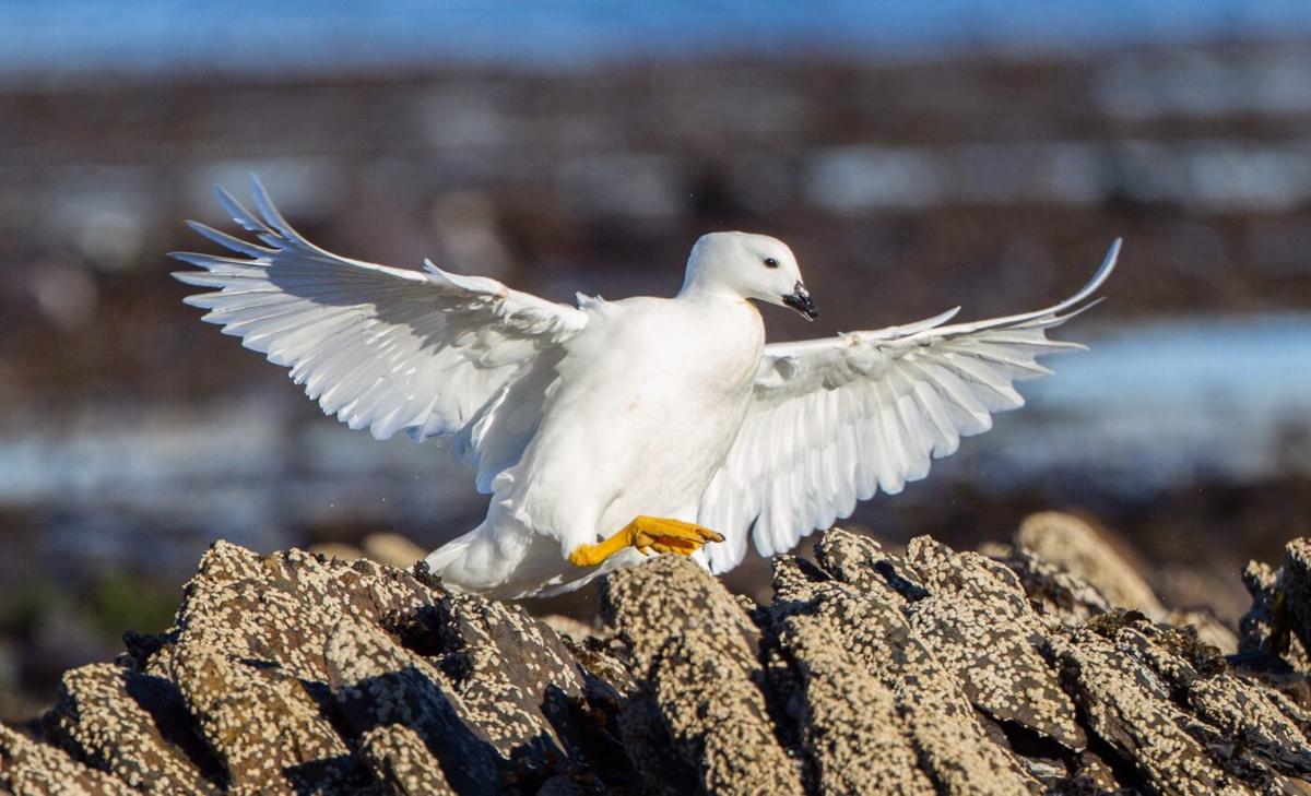 Extreme snowstorms impact breeding success of petrels