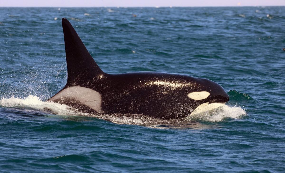 Southern orca decline may be tied to hunting behaviors
