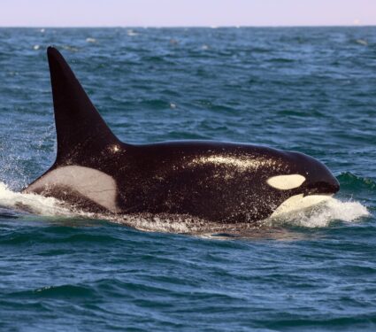 Southern-ORCA.jpg