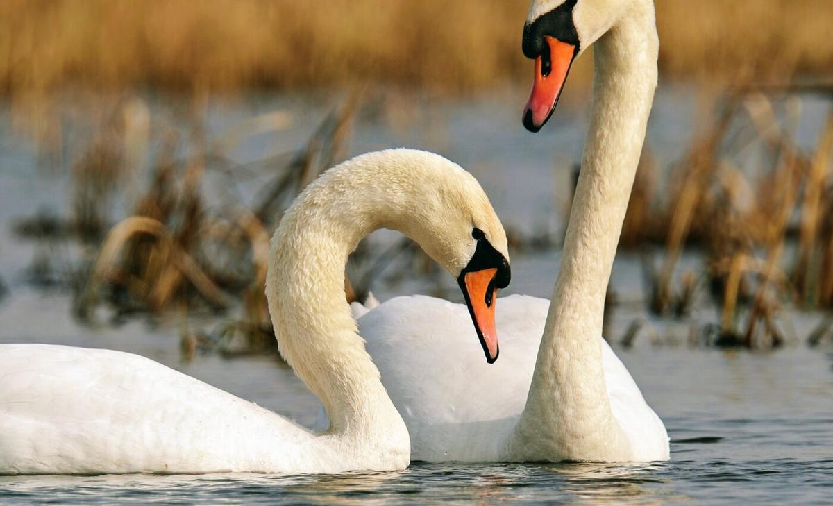 Nature reserves are crucial for whooper swans 