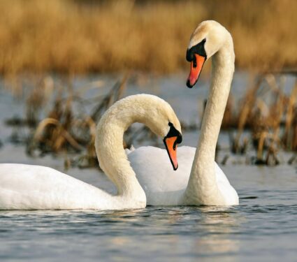 2023/03/Whooper-swans.jpg