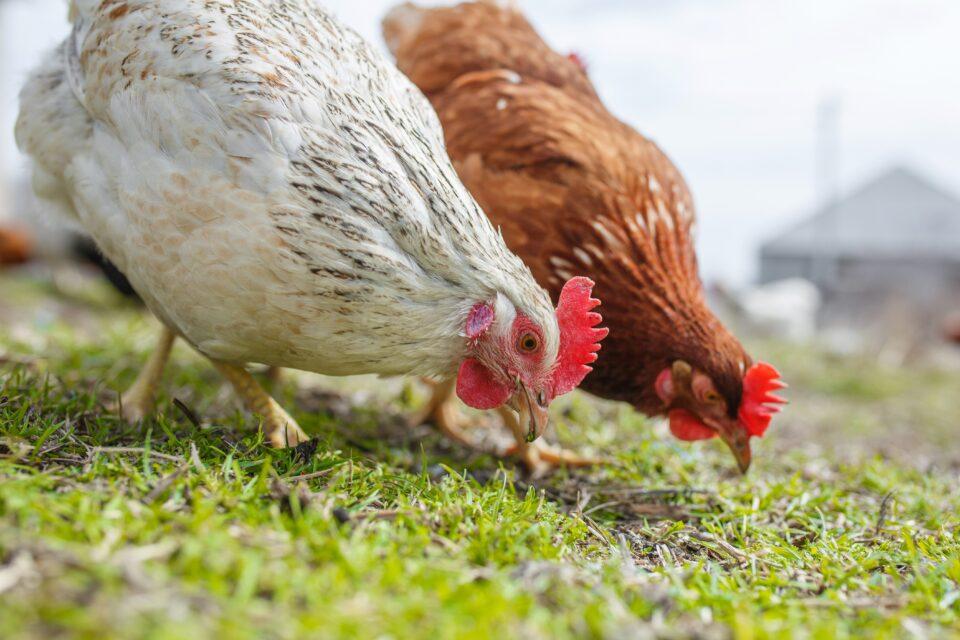 Strong winds help pathogens spread on poultry farms