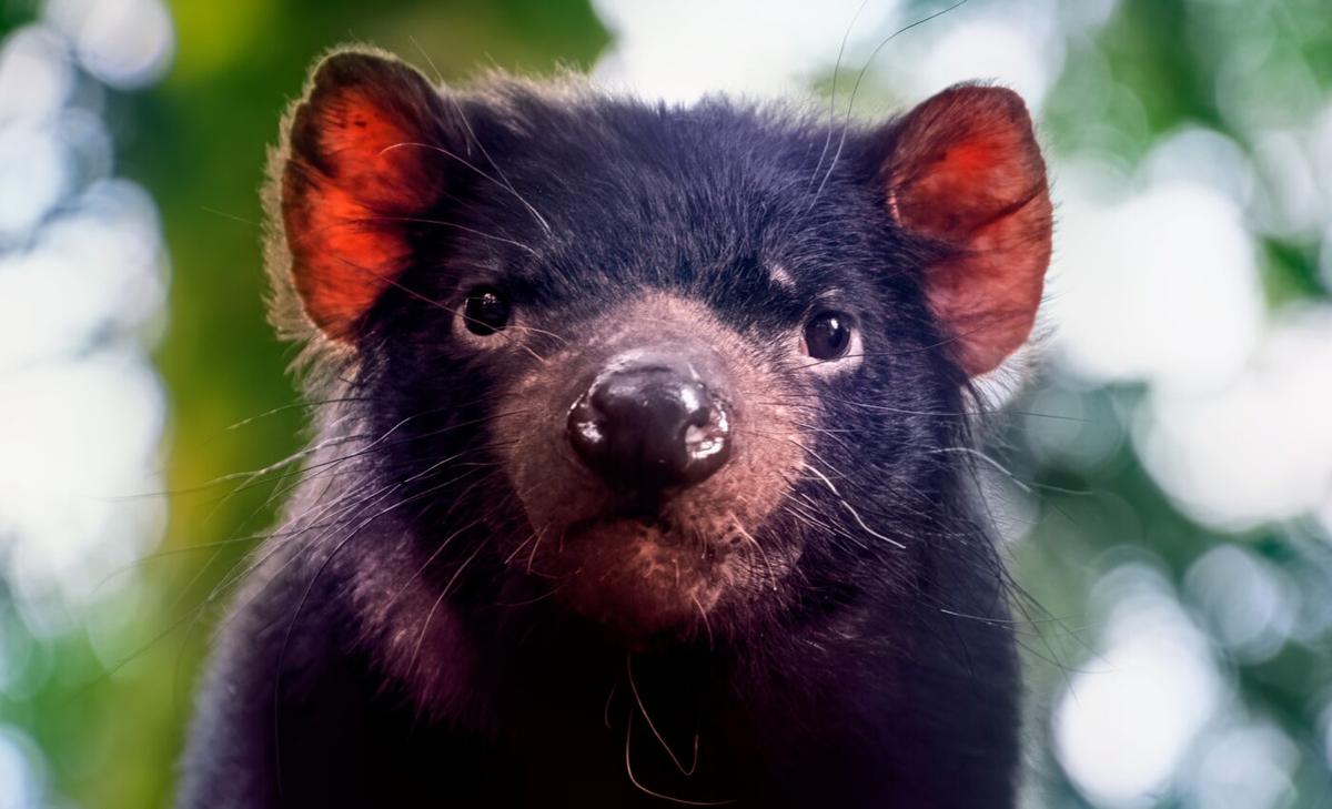 Humans have restricted the diets of Tasmanian devils