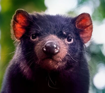 Tasmaniandevils.jpg