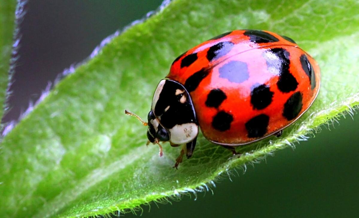 How did warning coloration evolve in animals?
