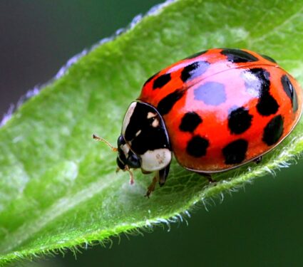 Multicoloured,Asian,Ladybird,/,Ladybug,(harmonia,Axyridis),Walks,On,A