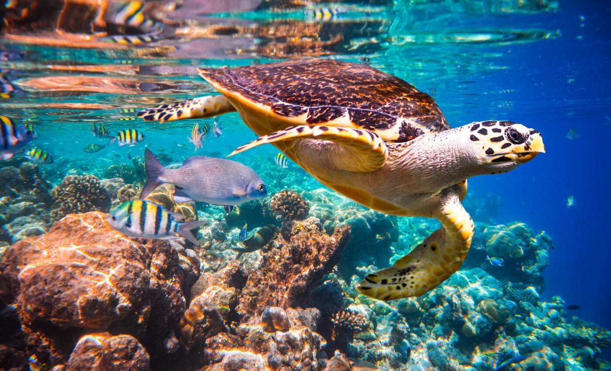 Coral reefs are increasingly exposed to low oxygen levels 