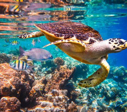 Hawksbill,Turtle,-,Eretmochelys,Imbricata,Floats,Under,Water.,Maldives,Indian