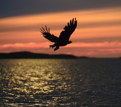 Eagle-4.jpg
