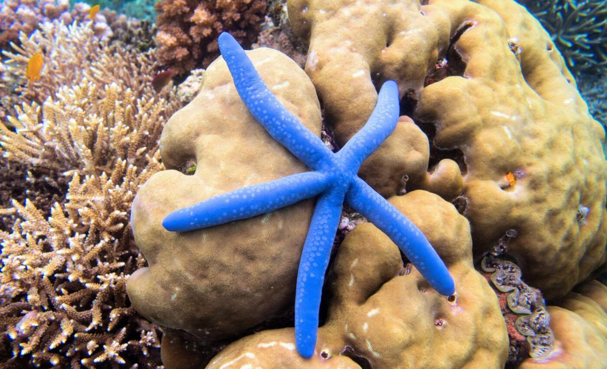 Ocean noise can be fatal to marine invertebrates 