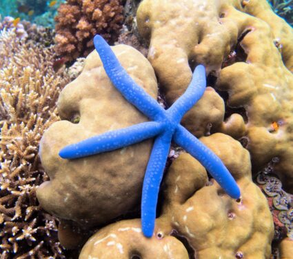 Invertebrates.jpg