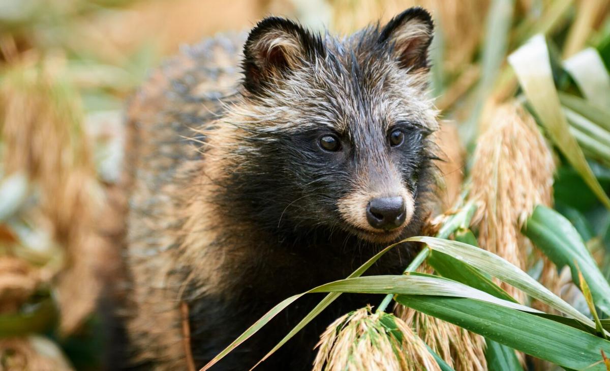 New evidence that Covid-19 spilled over from animals