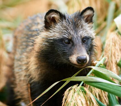 Raccoon-dog.jpg